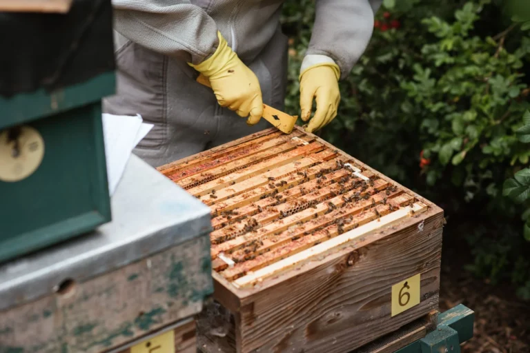 Bijenkast op bedrijfsterrein ter bevordering van biodiversiteit