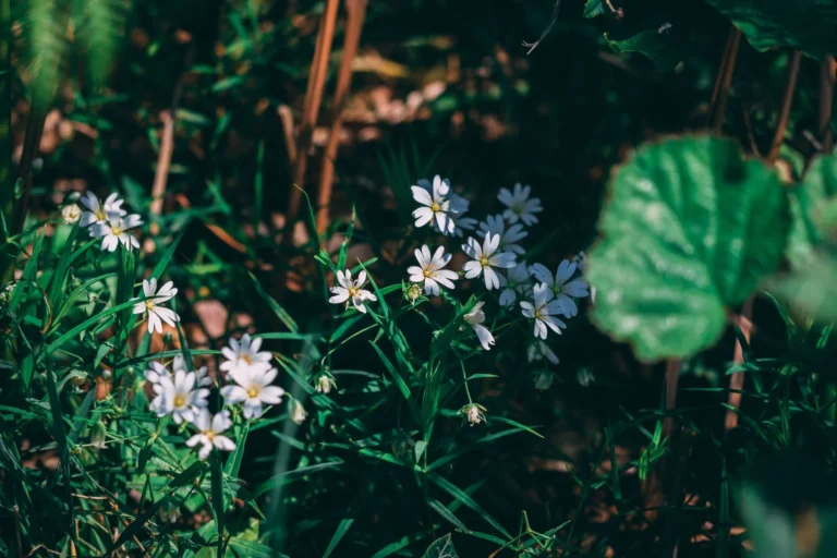 Inheemse bloemen als onderdeel van biodiversiteit op bedrijfsterrein