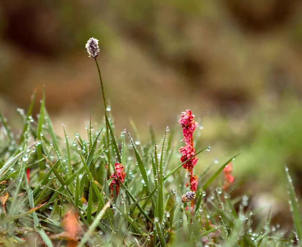 Wadi met grassen en wilde bloemen op bedrijfsperceel